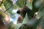 Amazonas06 - 030 * Two-toed Sloth.